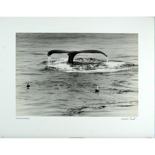 (11 x 14) Art Print BW25 Neal Parent The Great Humpback
