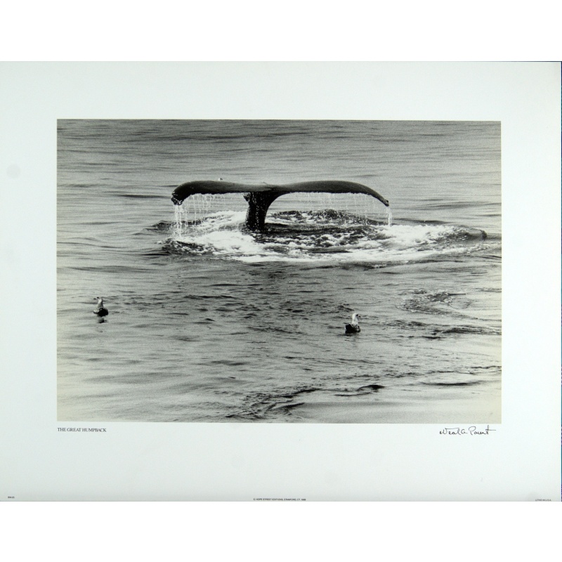 (11 x 14) Art Print BW25 Neal Parent The Great Humpback