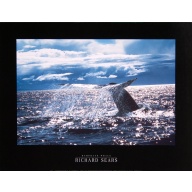 Lot of 2 (11 x 14) Art Print PH245 Richard Sears - Humpback Whale