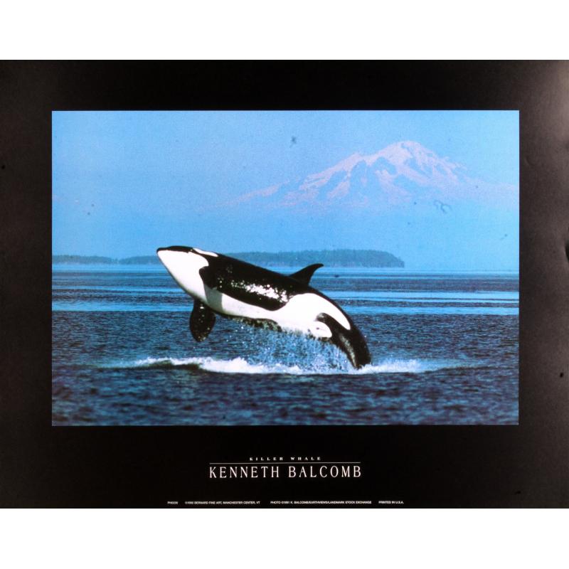 (22 x 28) Art Print PH230 Kenneth Balcomb Killer Whale