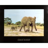 (22 x 28) Art Print PH226 Barbara McKnight Elephants