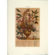 Lot of 3 (9 x 12) Art Print FL100 Bernard Picture Co. - Flowers of the Month - January