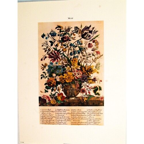 (9 x 12) Art Print FL104 Bernard Picture Co. Flowers of the Month - May