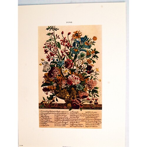 (9 x 12) Art Print FL105 Bernard Picture Co. Flowers of the Month - June