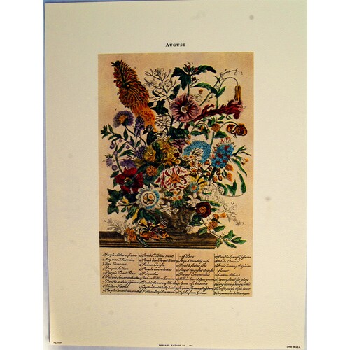 (9 x 12) Art Print FL107 Bernard Picture Co. Flowers of the Month - August
