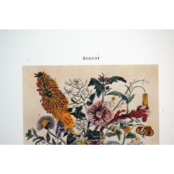 Lot of 3 (9 x 12) Art Print FL107 Bernard Picture Co. - Flowers of the Month - August