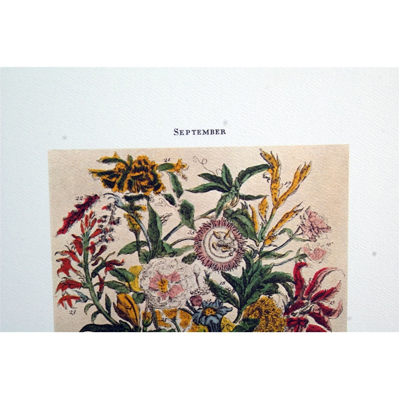 Lot of 3 (9 x 12) Art Print FL108 Bernard Picture Co. - Flowers of the Month - September