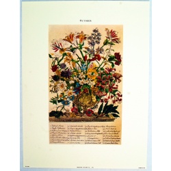 Lot of 3 (9 x 12) Art Print FL109 Bernard Picture Co. - Flowers of the Month - October