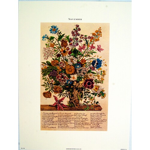 (9 x 12) Art Print FL110 Bernard Picture Co. Flowers of the Month - November