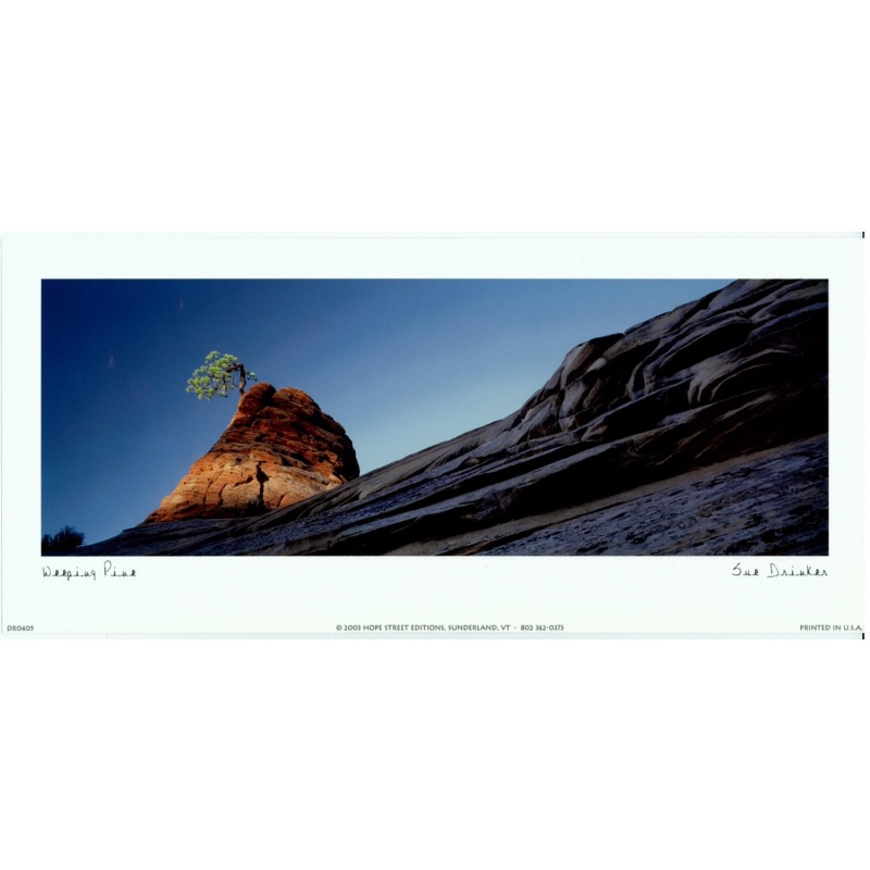 Lot of 7 (5 x 11) Art Print DR0405 Sue Drinker - Weeping Pine