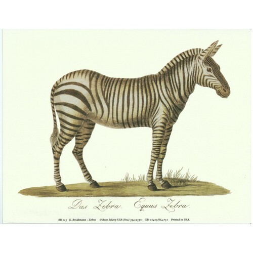 (7 x 9) Art Print BR015 K. Brodtmann Zebra
