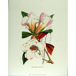 (11 x 14) Art Print VH007 Rose Selavy Ltd. - Rhododendrum Maddeni - Printed in Italy