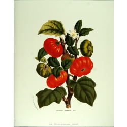 Lot of 2 (11 x 14) Art Print VH002 Rose Selavy Ltd. - Solanum Texanum - Printed in Italy