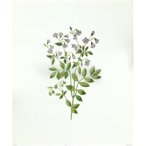 (10 x 12) Art Print FL90 Bernard Picture Co. Floral