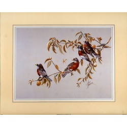 (16 x 20) Art Print BI1189 Anni Moller - 