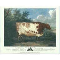 Lot of 5 (8 x 10) Art Print CW003A Rose Selavy Ltd. - The Durham Ox - Printed in Italy