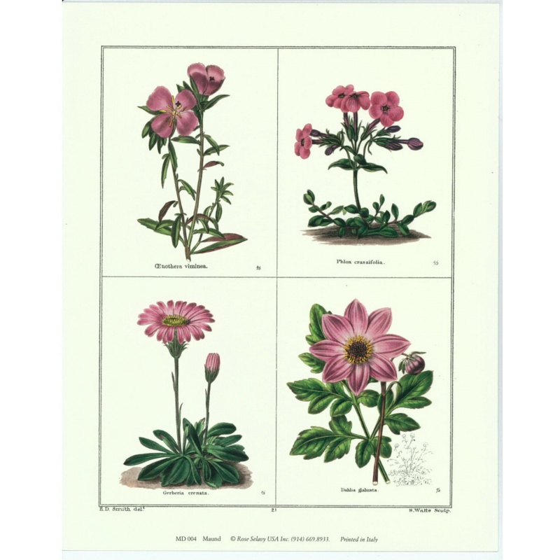 Lot of 5 (8 x 10) Art Print MD004 Benjamin Maund - Rose Selavy Printed in Italy