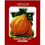 (8 x 10) Art Print FR238 Bernard Picture Co. Squash Spring Seed Co. Daleville NY