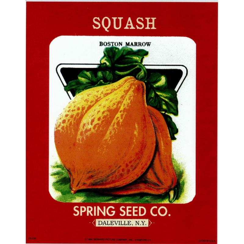 (8 x 10) Art Print FR238 Bernard Picture Co. Squash Spring Seed Co. Daleville NY