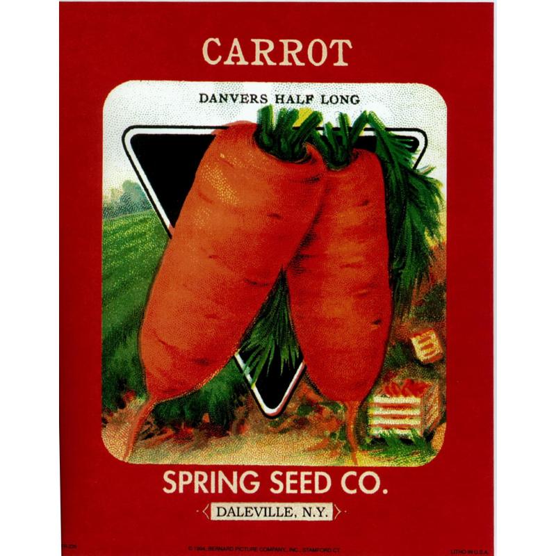(8 x 10) Art Print FR239 Bernard Picture Co. Carrot Spring Seed Co. Daleville NY