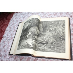 1874 JAN- JUNE Illustrated London News Bound Volume LXIV